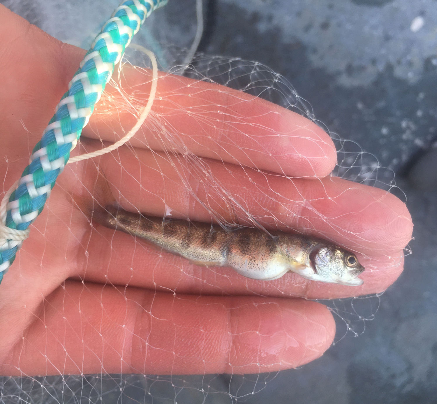 Young lake trout
